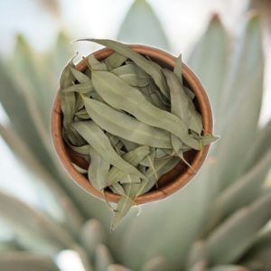 برگ اکالیپتوس خشک