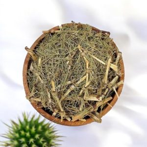 گیاه دم اسب