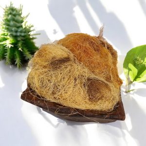 کاکل ذرت